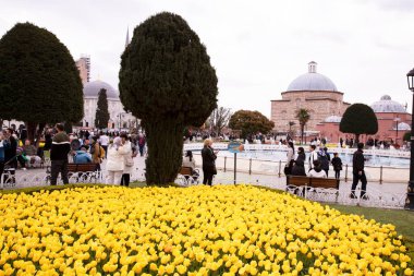 Istanbul Turkey April 7 2025 Field of yellow tulips in Sultanahmet Square with Hagia Sophia in the background and people walking in spring season