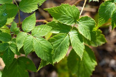 Taze yeşil böğürtlen yapraklarının Macro fotoğrafı. Doğa geçmişi, botanik çalışma materyali ve ekoloji tasarım konsepti.