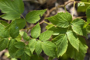 Taze yeşil böğürtlen yapraklarının Macro fotoğrafı. Doğa geçmişi, botanik çalışma materyali ve ekoloji tasarım konsepti.