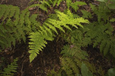 Ormanda taze yeşil eğreltiotu yaprakları kapanıyor. Doğal bitki dokusu, çevre dostu arka plan, botanik ve vahşi doğa konsepti..
