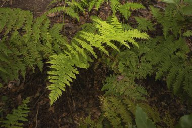 Ormanda taze yeşil eğreltiotu yaprakları kapanıyor. Doğal bitki dokusu, çevre dostu arka plan, botanik ve vahşi doğa konsepti..