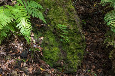 Ormanda taze yeşil eğreltiotu yaprakları kapanıyor. Doğal bitki dokusu, çevre dostu arka plan, botanik ve vahşi doğa konsepti..