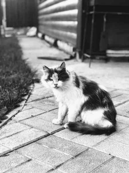 Verrückte Katze Sommer — Stockfoto