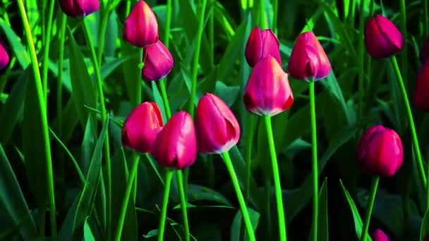 Flores Tulipán Floreciendo Primavera — Vídeos de Stock