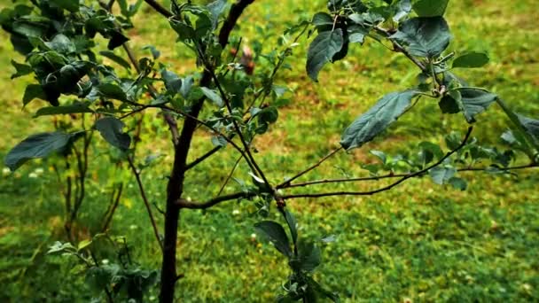 Drops Water Drip Green Apples Leaves — Stock Video