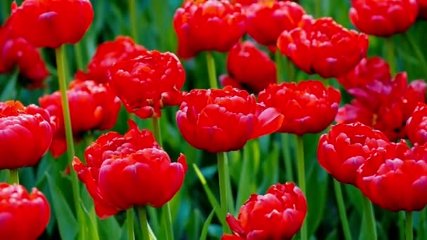 Red Tulips Spring Flower Close Macro — Stock Video
