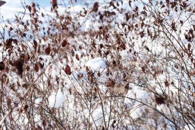 Üzerinde bir kar yağışı sonra parkta glade 