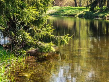 Ladin bir yaz güneşli bir günde nehir üzerinde bükülmüş