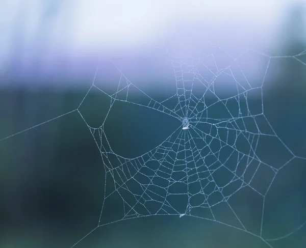 woven web of the spider, dew on a spider web