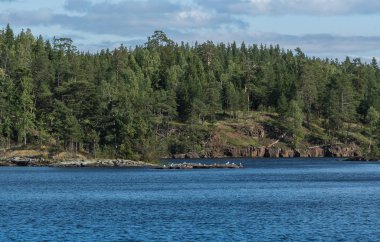 Ormanla kaplı nehir kıyısı nın ve üzerinde martıların oturduğu taş bir adanın manzarası