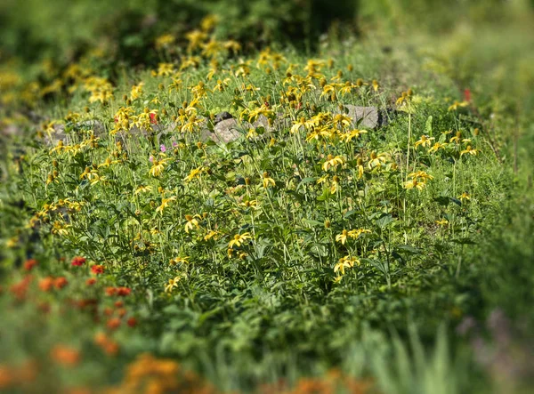Желтые Цветы Лесной Поляне Небольшим Эффектом Сдвига Наклона — стоковое фото