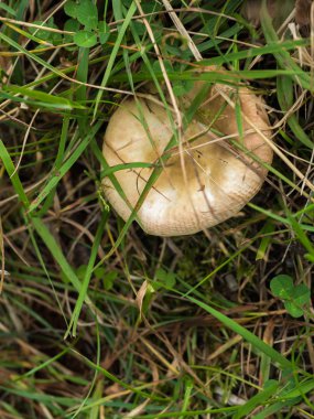 Sonbahar çimleri mantar içinde büyüyen