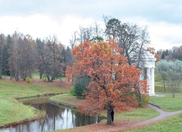 Yellow-red autumn oak on the river bank.