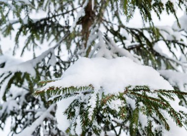 Çam dalları kar altında. Doğal arka plan.