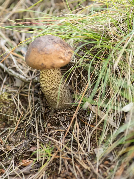 蘑菇单面在草丛中生长 — 图库照片