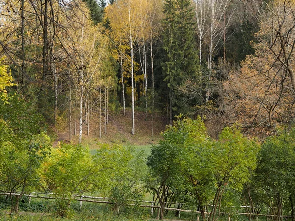 Autumn landscape. Forest in late autumn