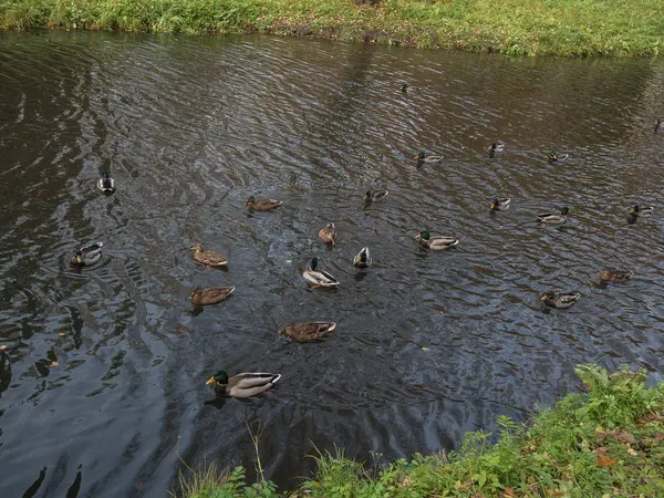 Anatre Sul Fiume — Foto Stock