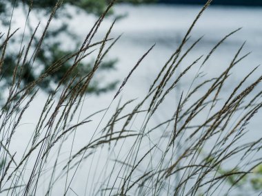 Arka plan bulanık su yakınındaki çivili çimen.