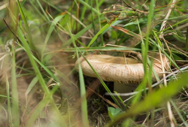 Groeien Onder Paddestoel Groen Gras — Stockfoto