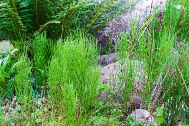 Bitki yetiştirme ile küçük bir alp slayt