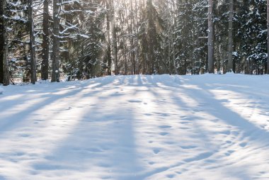 Bir orman glade kış güneş tarafından aydınlatılmış ağaçlar