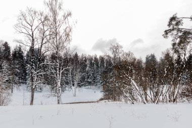 Soğuk bir kış gününde yaprak döken orman ve orman nehri
