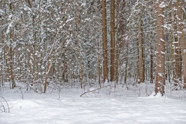 Parkta ağaçlarda sonra son kar yağışı kar.