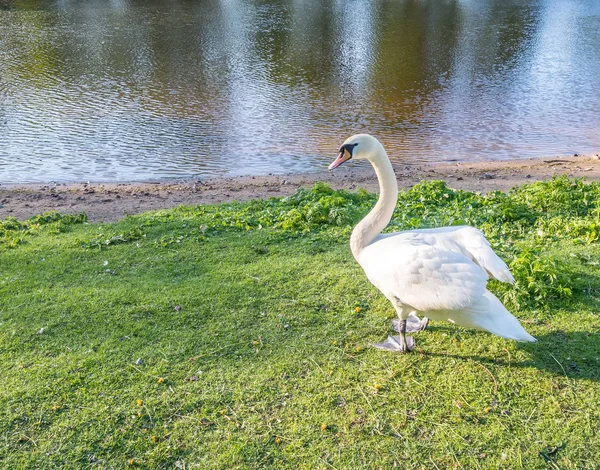 Cisne Blanco Encuentra Orilla Del Lago — Foto de Stock