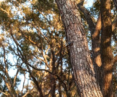 bir ağaç gövdesinde oturarak kuş