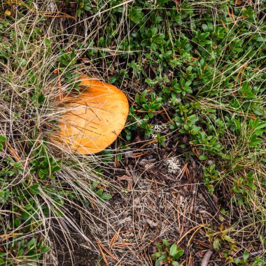 Çimenlerde mantar yetişiyor. Boletus edulis.