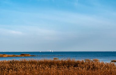 Deniz kıyısında sarı kamış, sonbahar renkli