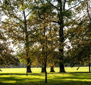 Güneşli sonbahar gününde yeşil şehir parkı