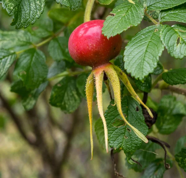 Rosa mosqueta roja madura sobre una rama verde — Foto de Stock