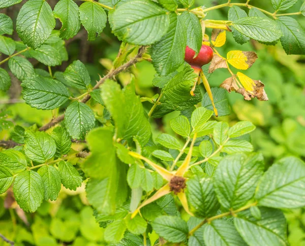 Rama verde con rosa silvestre — Foto de Stock