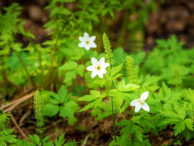 Çayırda açmakta olan kır çiçekleri
