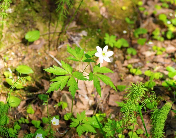 Fehér virágzó vadvirágok a réten — Stock Fotó