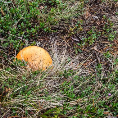 Ormanda taze mantar.