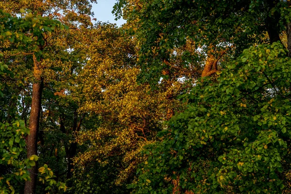 Corone di alberi multicolori all'inizio dell'autunno — Foto Stock