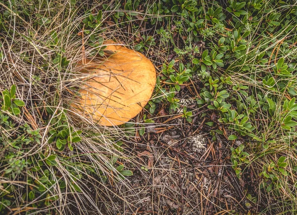 Färsk bolussvamp i skogen — Stockfoto