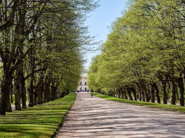 Pavlovsky Parkı 'ndaki Central Bulvarı. Pavlovsk, St Petersburg Rusya