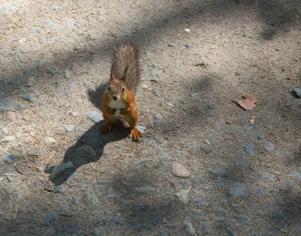 Orava puistossa. — kuvapankkivalokuva