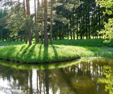 Nehrin üzerindeki ağaç dalı. Güneşin ışınları yaprakların arasından geçiyor