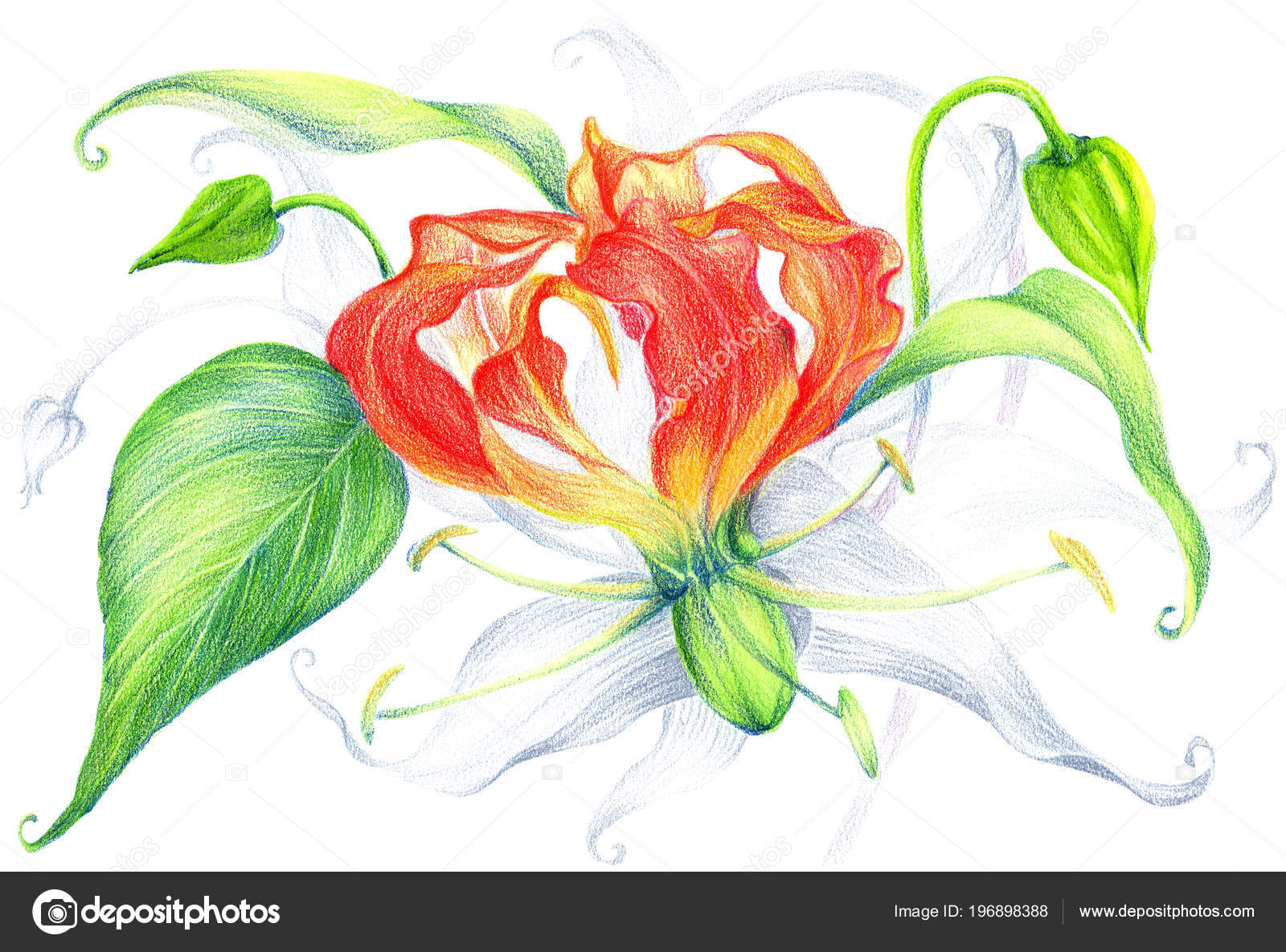 Fleurs Gloriosa Une Branche Avec Une Fleur Des Bourgeons Des