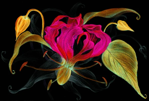 Blommor Gloriosa Gren Med Blomma Knoppar Och Blad Blyertsteckning Använda — Stockfoto