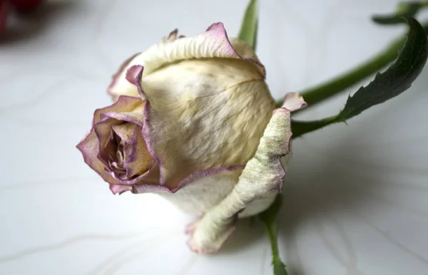 Rose Flower Dried Withered Pink Roses Flowers Use Printed Materials — Stock Photo, Image