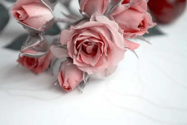 Różowe Róże Kwiatów Użyj Materiałów Drukowanych Znaki Elementów Strony Internetowe — Zdjęcie stockowe