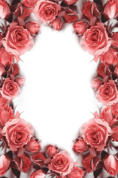 Růžové Růže Květiny Používat Tištěné Materiály Známky Položky Webové Stránky — Stock fotografie