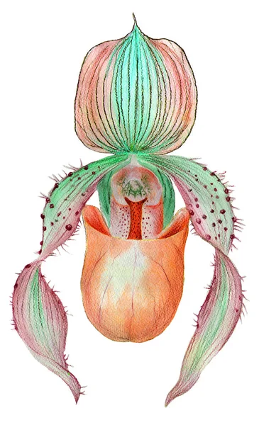 Orchid Pafiopediplum Tekening Door Aquarel Gebruiken Van Gedrukte Materialen Tekenen — Stockfoto