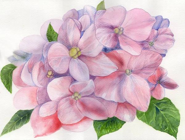 Blommor Och Blad Hortensior Ritning Akvarell Seamless Mönster Använda Trycksaker — Stockfoto