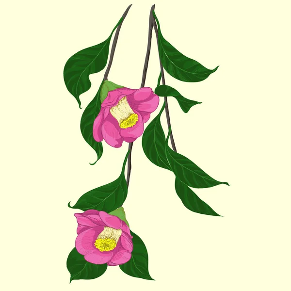 Отделение Розовой Камелии Векторная Иллюстрация Цветы Почки Листья Ветвь Камелии — стоковый вектор
